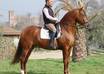 teach you Andalusian dialect