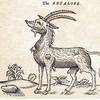 antelope59