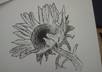convert a photograph or image to a pen and ink drawing