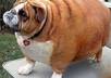 help you choose the best food and develop a healthy meal plan for your Dog or Cat for optimum health, weight loss, allergies, etc small1
