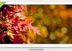 create an attractive JQuery image sliders/slideshow for your web site small1