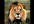 make ★★ Roary the lion ★★ talk and say anything you want